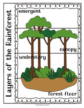 Teaching About The Rainforest