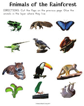 Teaching About The Rainforest