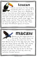 Teaching About The Rainforest