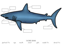 Shark Printable Activities Pack